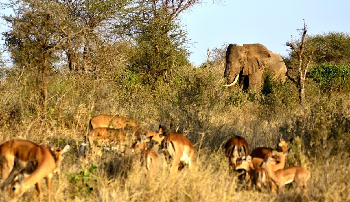 7-day Greatest Serengeti Balloon Safari