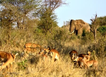 7-day Greatest Serengeti Balloon Safari