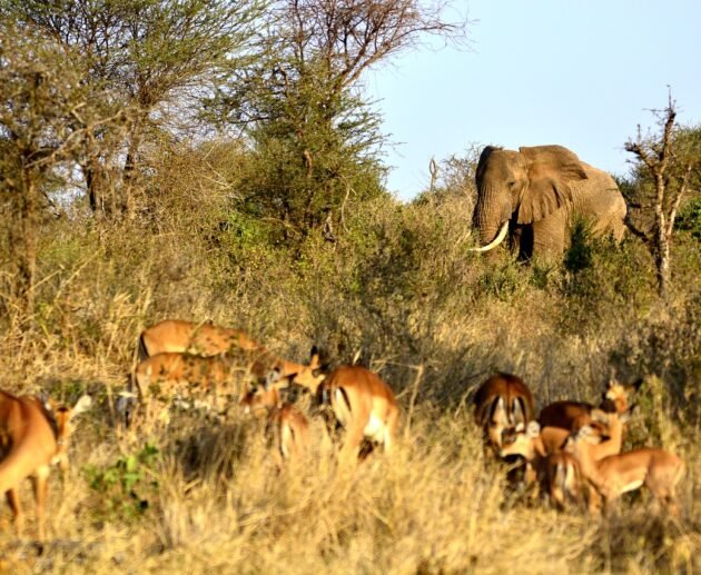 7-days Greatest Serengeti Balloon Safaris