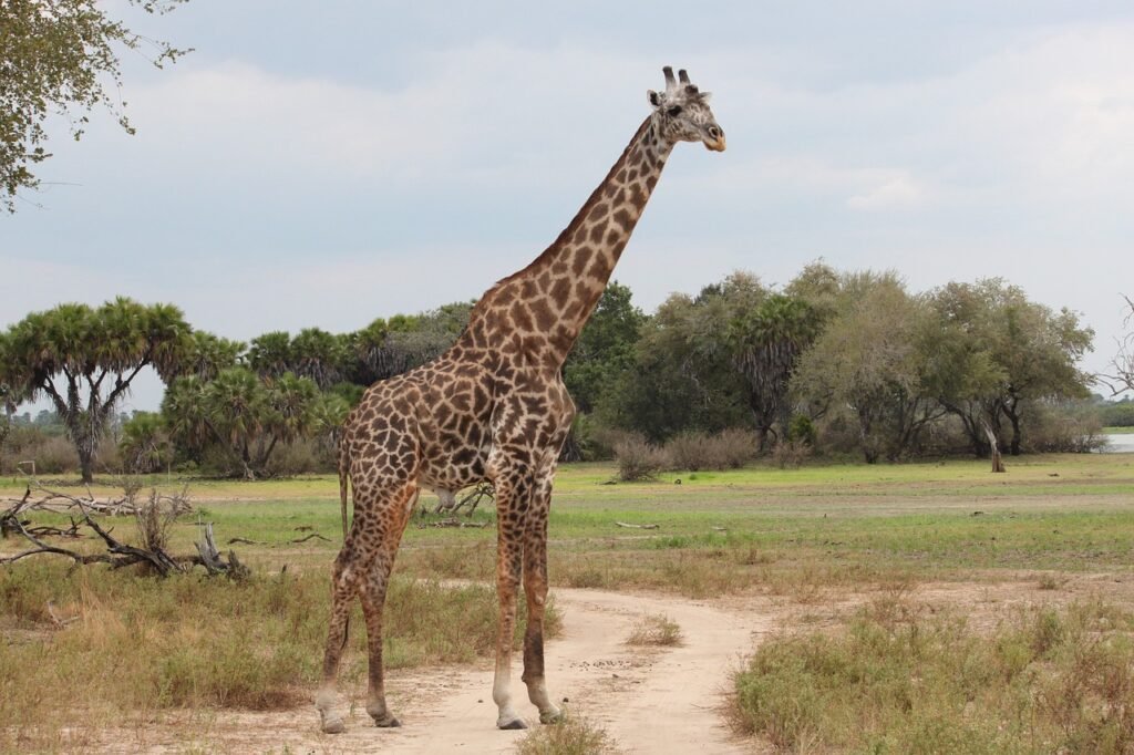 4-day Tanzania Northern Circuit Safari