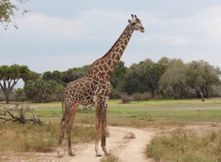 4-day Tanzania Northern Circuit Safari