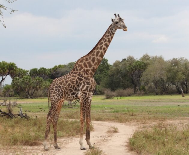 4-day Tanzania Northern Circuit Safari