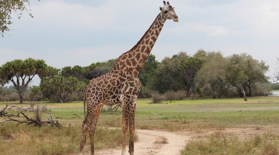 4-day Tanzania Northern Circuit Safari