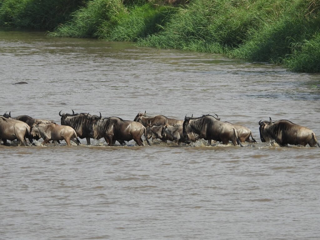 5-Days Wildebeest Migration Safari Serengeti 2025