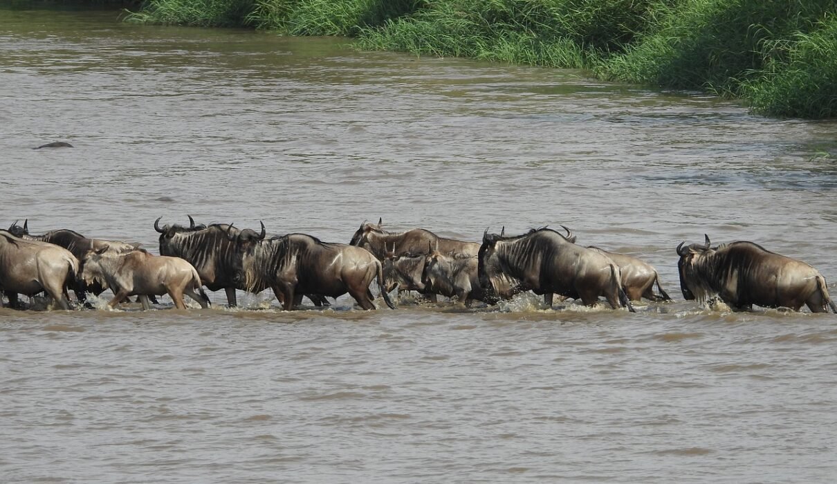 4-DAYS SERENGETI GREAT WILDEBEEST MIGRATION