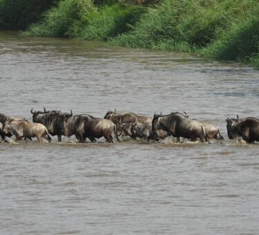 4-day Serengeti Greatest Migration Safari