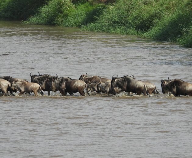 4-DAYS SERENGETI GREAT WILDEBEEST MIGRATION