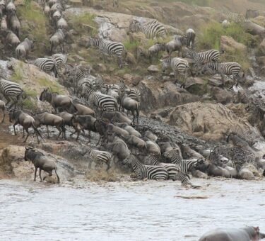 5-day Great Serengeti Migration Safari