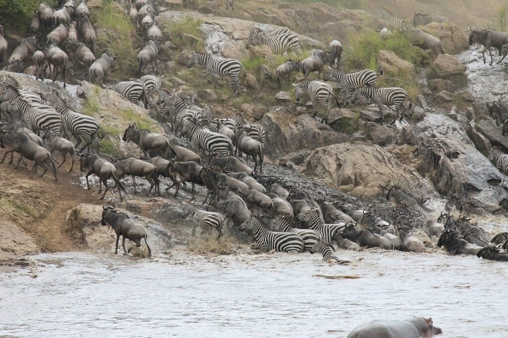 9 days Serengeti wildebeest migration