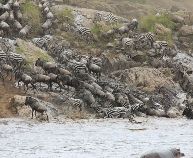 9 days Serengeti wildebeest migration