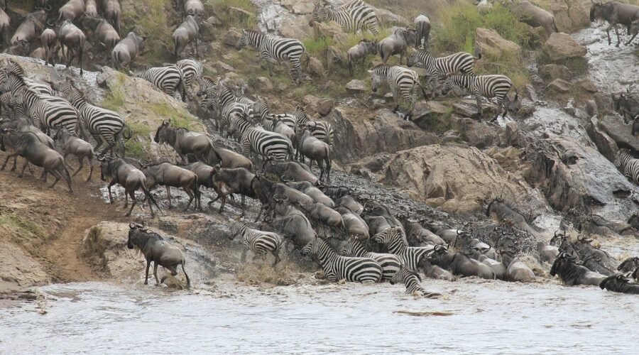 9 days Serengeti wildebeest migration