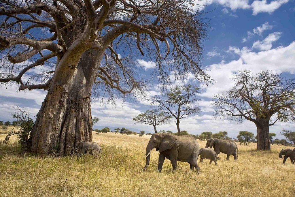Best 8-Day Budget Camping Safari in Tanzania 2027/2028: Complete Wildlife Safari Itinerary
