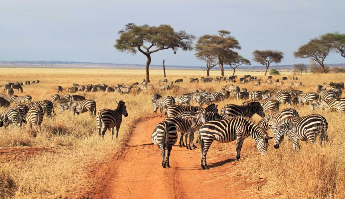 1 day Tarangire safari