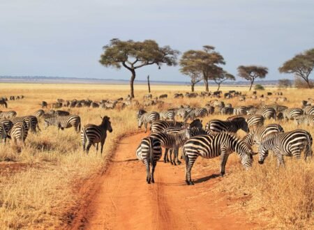 1 day Tarangire safari