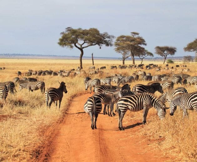 1 day Tarangire safari