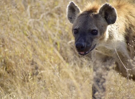 4 days Tanzania safari in 2024