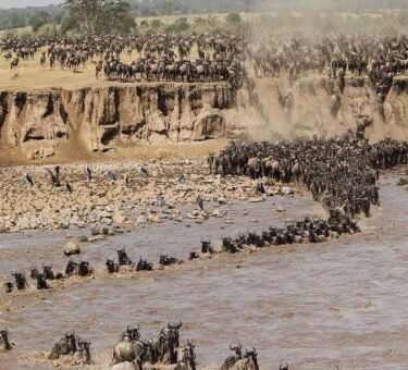 Great Migration Safaris