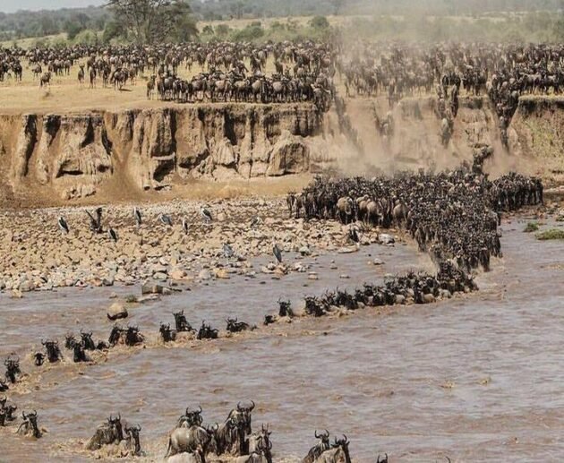 Great Migration Safaris