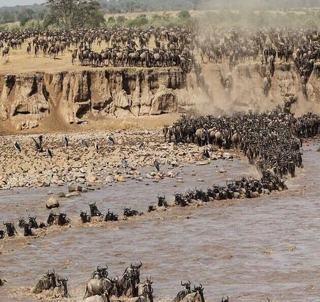 Great Migration Safaris