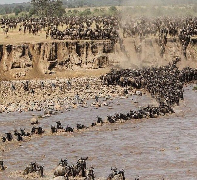 Great Migration Safaris