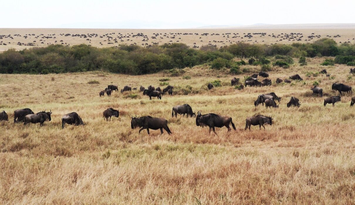 7-day Greatest Serengeti Migration Safari