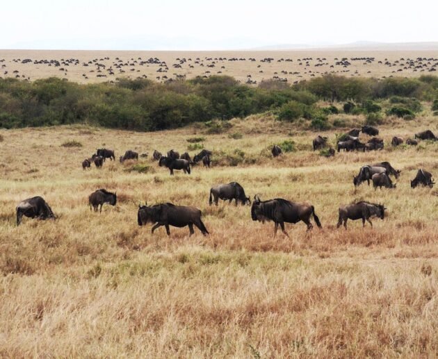 7-day Greatest Serengeti Migration Safari