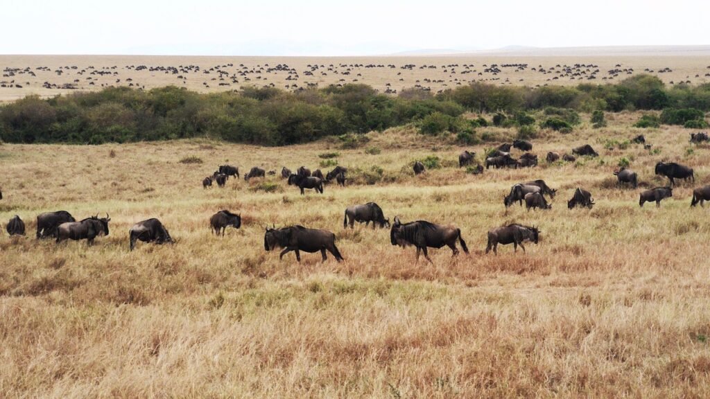 9 days Serengeti wildebeest migration
