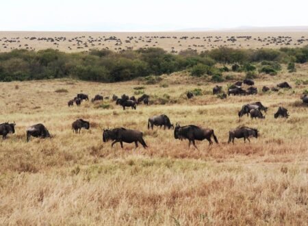 Serengeti Wildebeest Safari 2025/2026