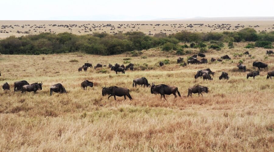 Serengeti Wildebeest Safari 2025/2026