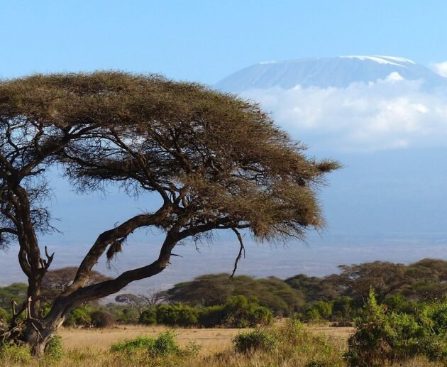 What Gloves Do I Need to Climb Kilimanjaro ? Best Choices for Warmth & Comfort