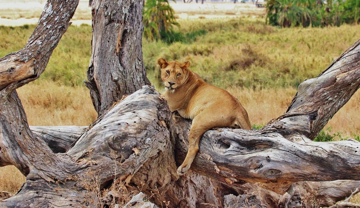 6 days Serengeti and Ngorongoro crater