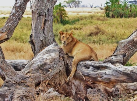6 days Serengeti and Ngorongoro crater Tanzania safari