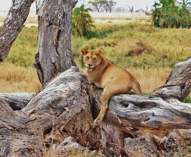 6 days Serengeti and Ngorongoro crater Tanzania safari