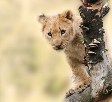 3 days Tanzania safari
