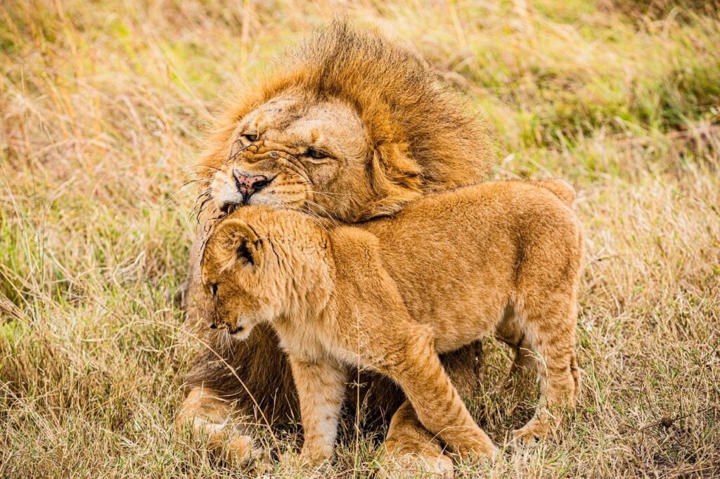 Masai Mara national reserve