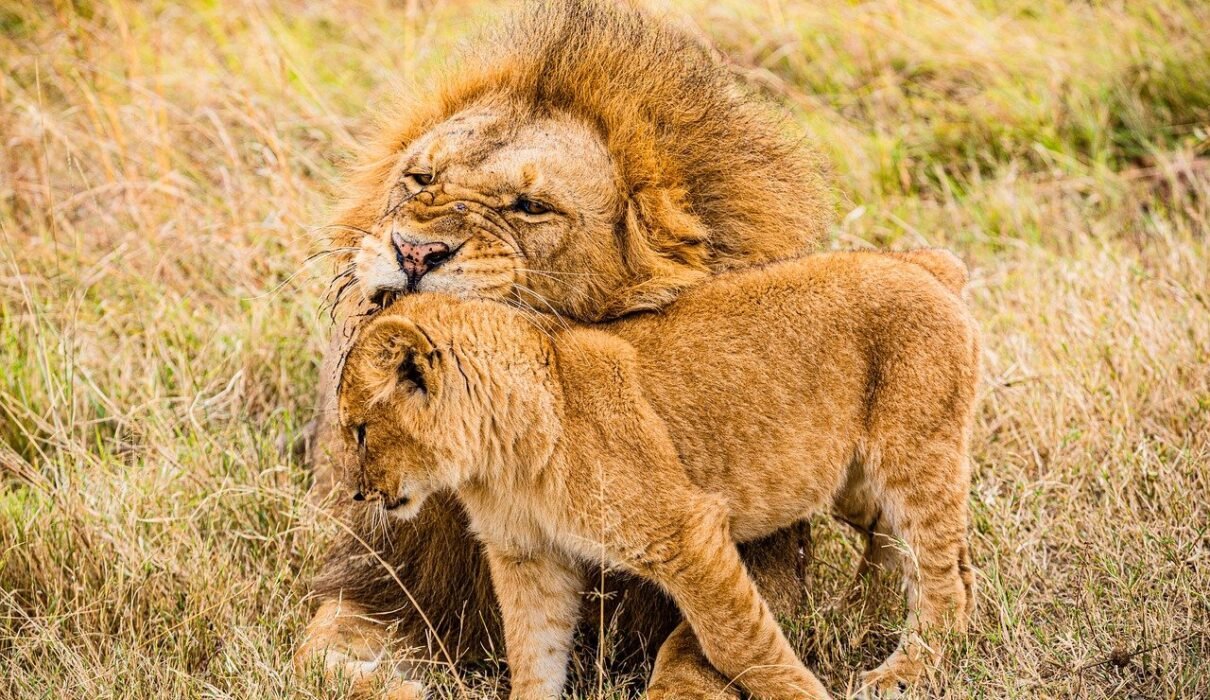 Masai Mara national reserve