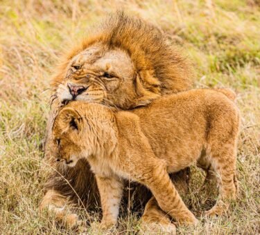 Masai Mara national reserve