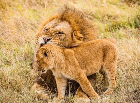 Masai Mara national reserve