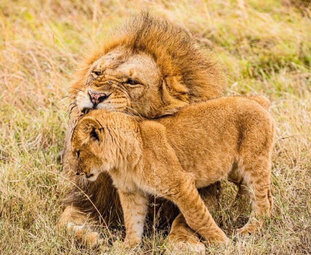 Masai Mara national reserve