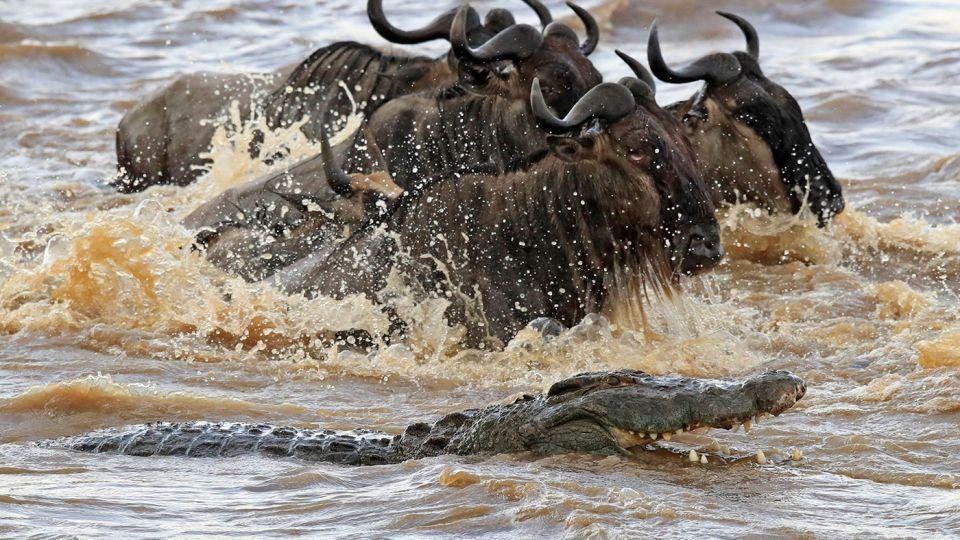 Updated 9-Day Serengeti Wildebeest Migration Safari in Tanzania 2027/2028