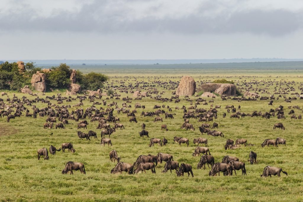 Best 8-Day Serengeti Wildebeest Migration Safari 2027 – Complete Tanzania Safari Itinerary