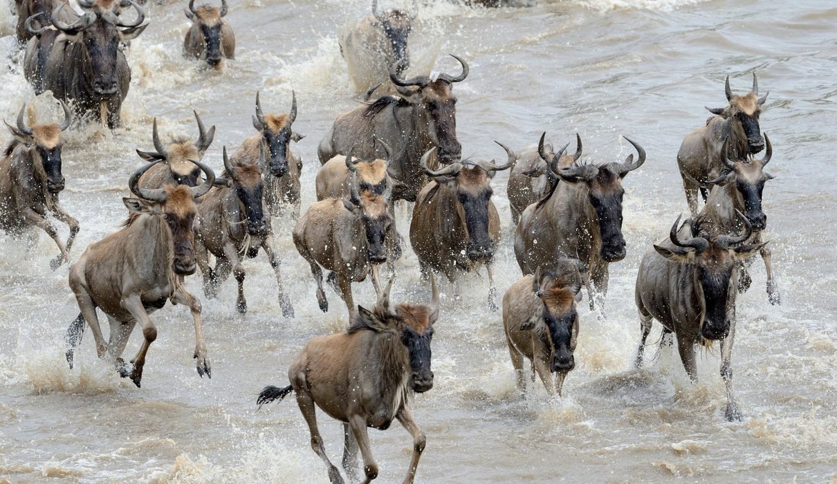 Best 8-Day Serengeti Wildebeest Migration Safari 2027 – Complete Tanzania Safari Itinerary