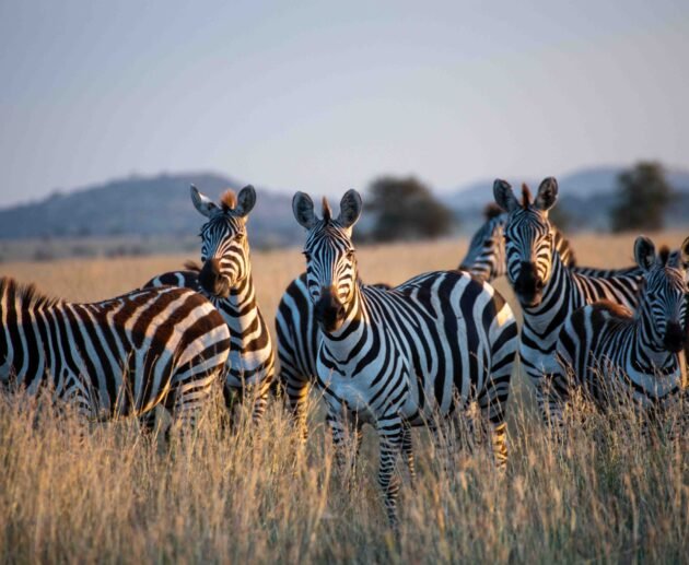 5 days safari Tarangire, Serengeti, and Ngorongoro crater