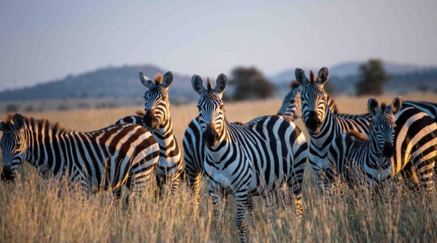 5 days safari Tarangire, Serengeti, and Ngorongoro crater