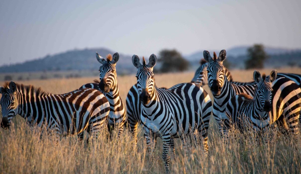 The best 1-day Arusha National Park safari
