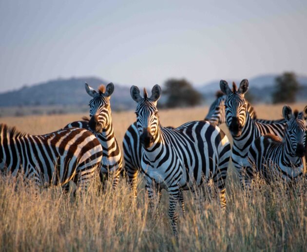 The best 1-day Arusha National Park safari