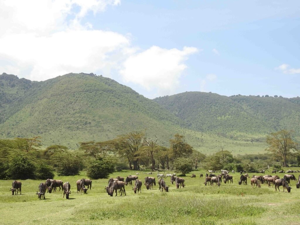 5 days safari Tarangire, Serengeti, and Ngorongoro crater