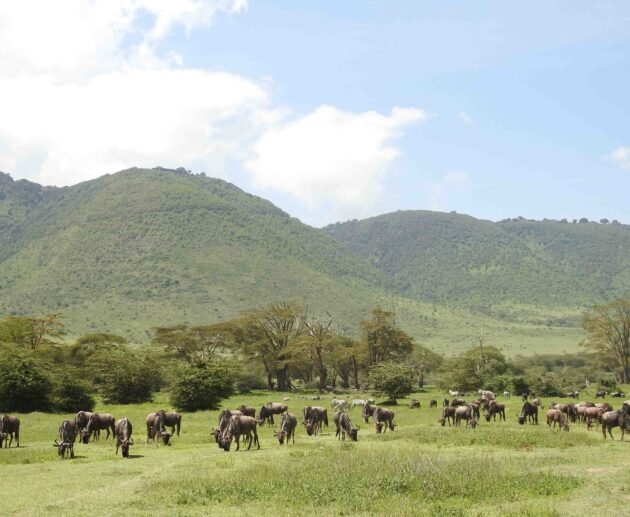 The best 2 days trip to Tarangire and Ngorongoro