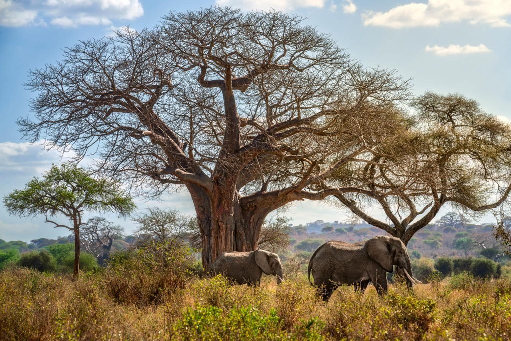 The Best 7-Day Budget Camping Safari in Tanzania 2027/2028 The Best 7-Day Budget Camping Safari in Tanzania 2027/2028