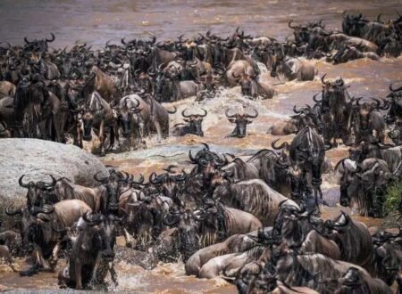 5 days Serengeti wildebeest migration safari